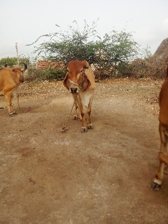 હોળકી દેવા ની છે