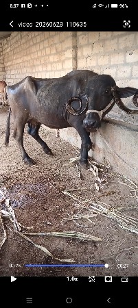 ભેંસ વેચવાની છે
