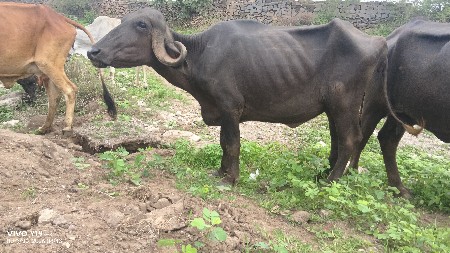 આ ખલેડી વેચવાની છે