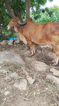 આ ગાય ખંભાળા ગામોમાં જોવા મળશે