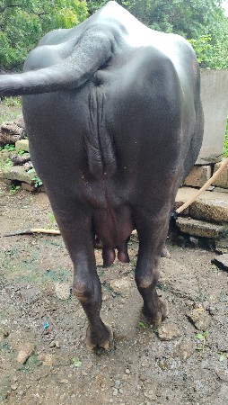 ભેંસ વેચવાની છે