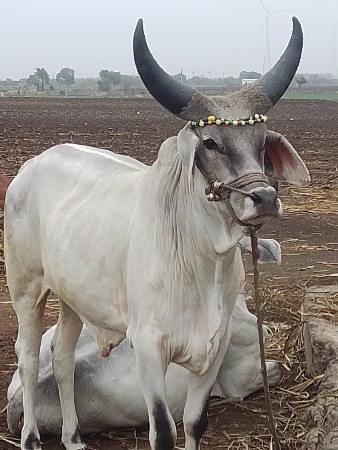 કચ્છી વઢીયારા વેચવાના છે