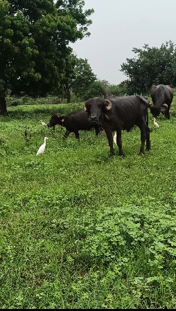 અઢી વરસની પાડી છે વેચવાની છે