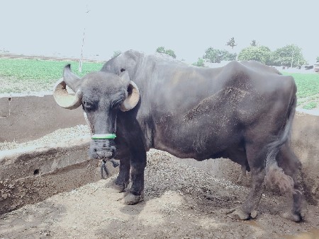ભેંશ વેચવાનિ છે