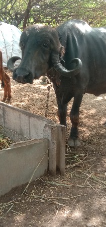 આ‌ ભેંશ વેચવાની છે