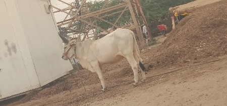 શિવ શહેર