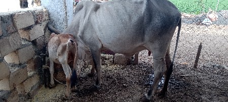 ગાયું વેચવાની છે