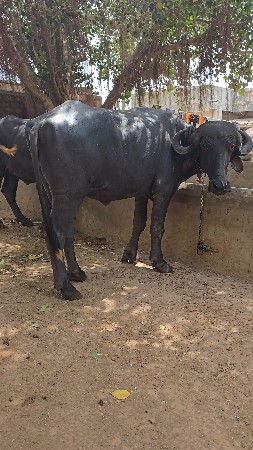 ખડેલી વેચવાની છે