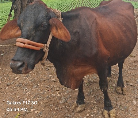 ગાય વેચવાની છે.