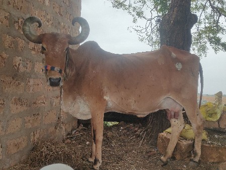 ગાય વેચવાની છે