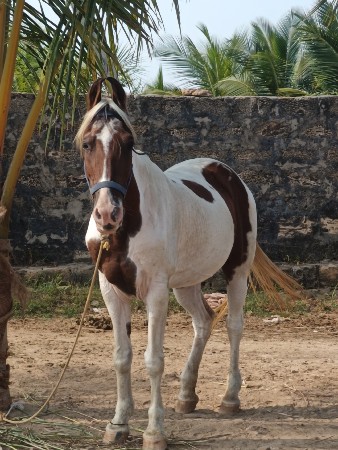 ઘોડીના‌ સાટા‌ કરવાના