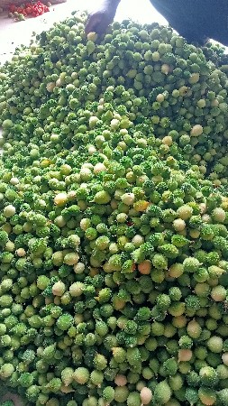 કંટોલા