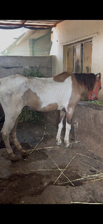 ghodi