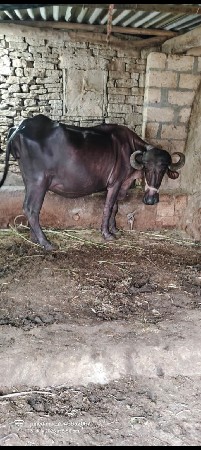 ભેંસ વેચવાની છે