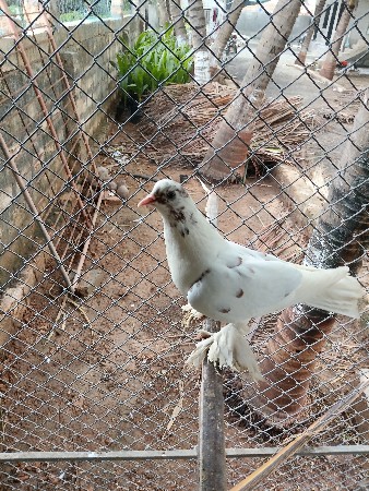 માદી વેચવાની છે
