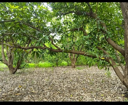 🌳 વેચવાનો છે આંબાનો બગીચો 🌳
📍