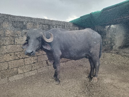 ભેંશ