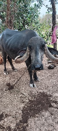 vechvani che