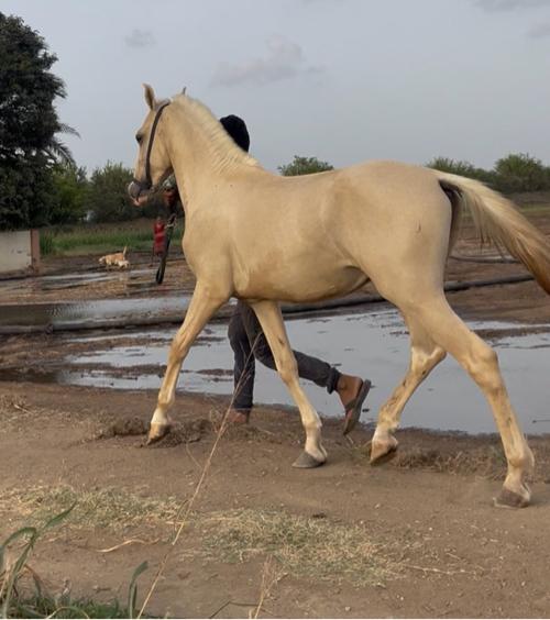 વસેરો સે વેસવાનો છે 
14 મહિના નો છે