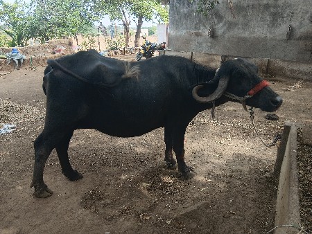 1 વેતર ની ખડેલી