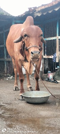 ગાય વેચવાની છે