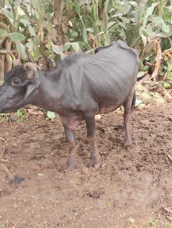 ભેંસ વેચવાની છે