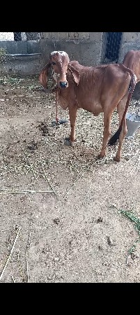 ૨ ગીર વાસળી