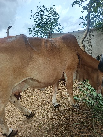 ગાય વેચવાની છે