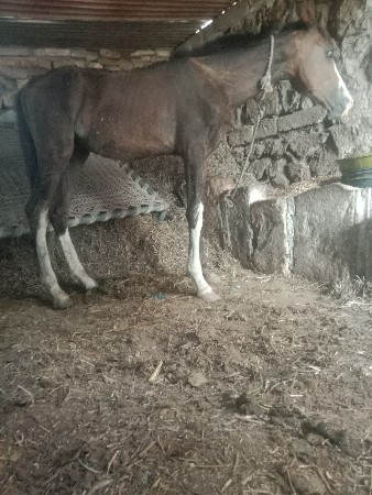 વેચવાનો છે વછેરો