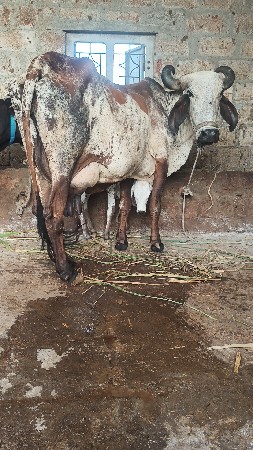 ગાય વેસવાનિ છે