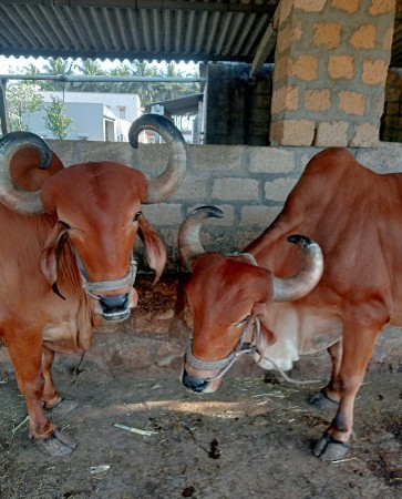 બળદ વેચવાના છે