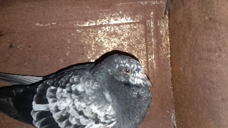 કબુતર વેચવાના હૈ અથવા સાટામાં