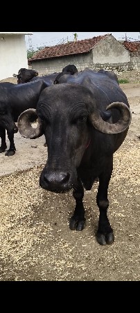 વેશવા ની સે