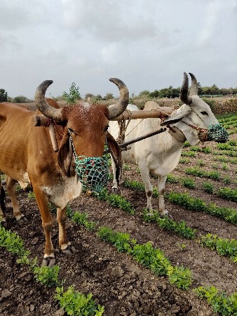 બળદ વેચવાના છે.