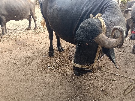 ભેંસ વેચવાની