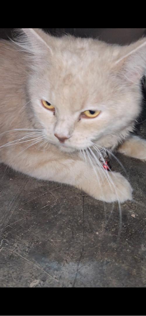 Cat vechvani che 
Sav sojo che eni javabdari
Male che