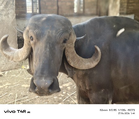 આ ભેંસ વેચવાની છે
