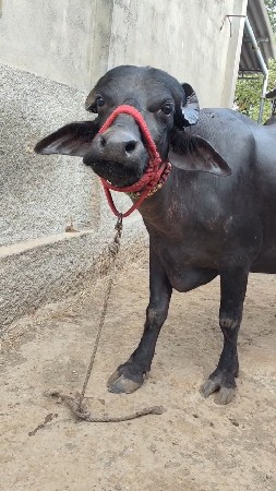 ભેંસ વેચવાની છે