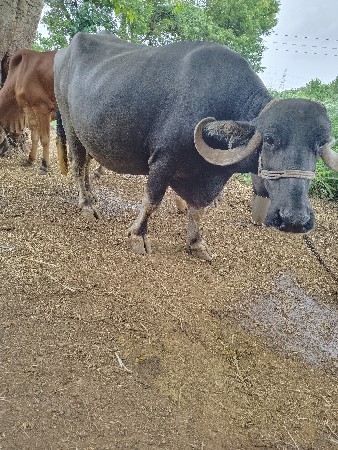ભેંસ