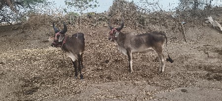ગોધલા વેચવાના છે