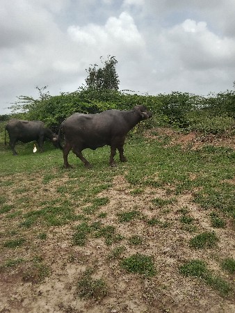ભેસુ બે વેચવાની છે