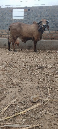 ગીર ગાય વેચવાની છે