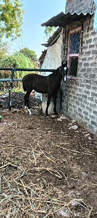 આ ઘોડો વેચવાનો છે