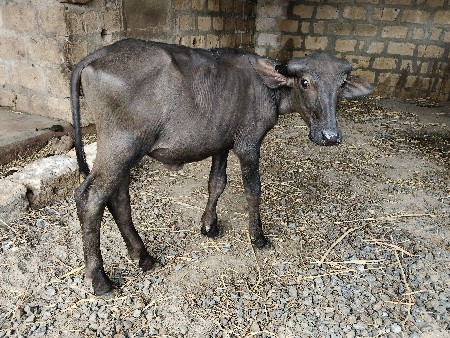 બે પાડી વેસવાની છે.
