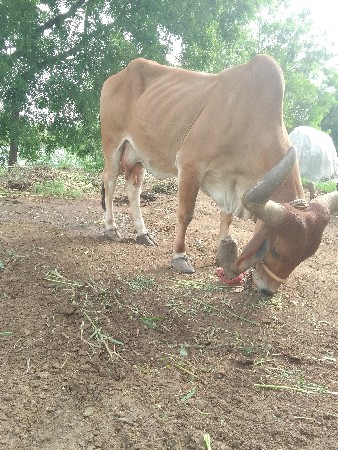 ગાય