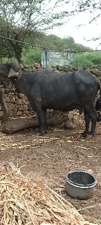ભેંસ