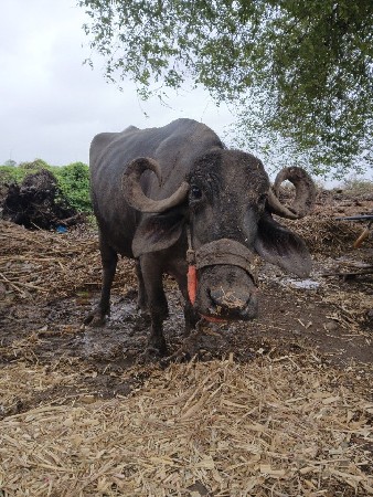 3 વેતર ભેંસ વેચવાની છે