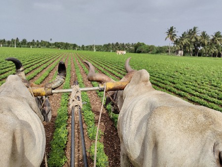 ચોખા બળદ છે