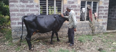 HF ગાય  વેચવાની છે