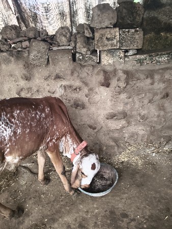 ગીર વાછડી છે 11મહિનાની થયછે